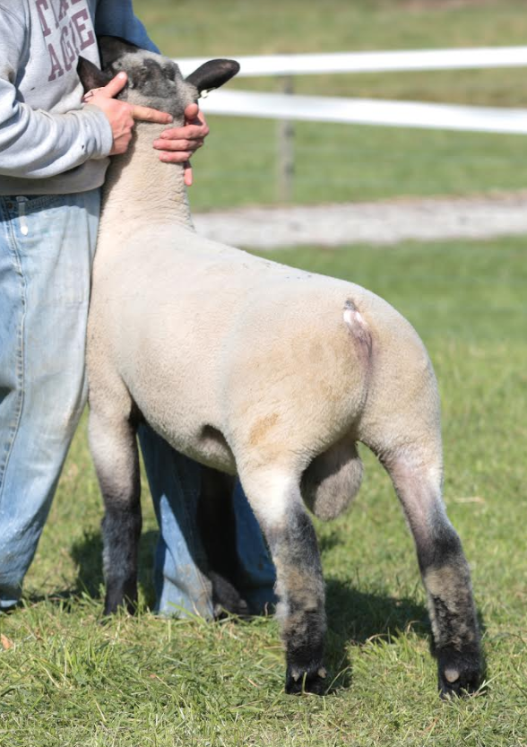 Screen Shot 2017-12-04 at 12.17.33 PM.png