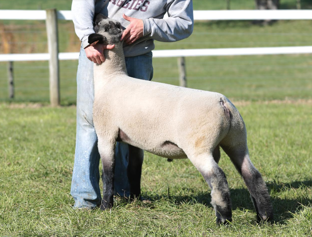 Screen Shot 2017-12-04 at 12.17.48 PM.png