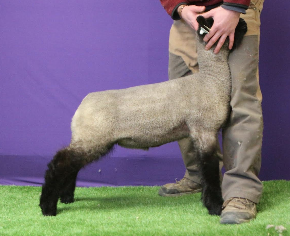 Screen Shot 2017-12-04 at 12.34.54 PM.png