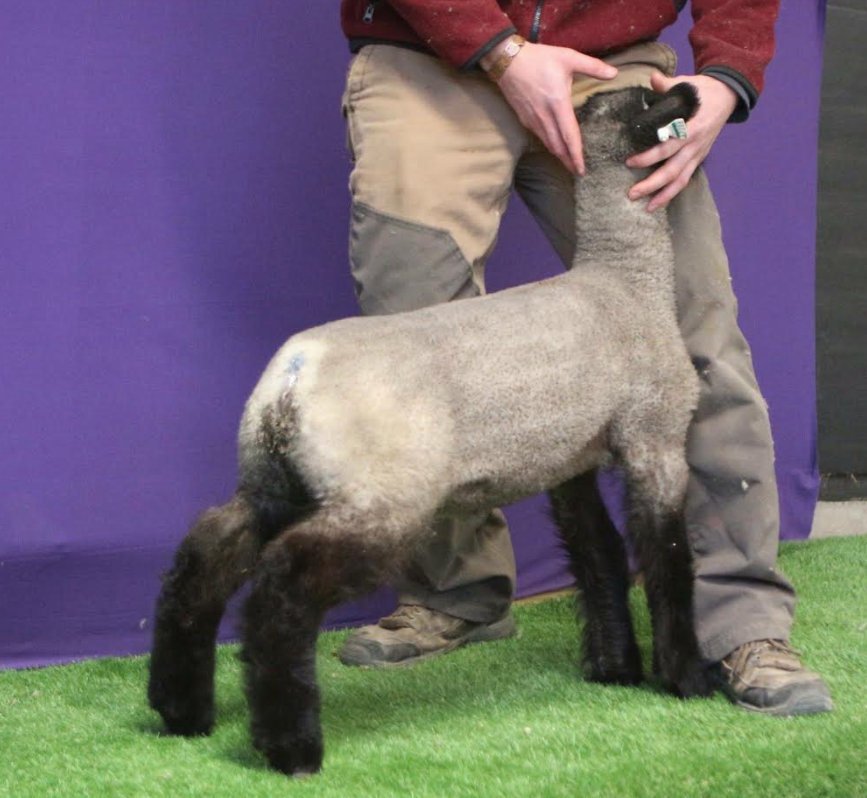 Screen Shot 2017-12-04 at 12.35.00 PM.png