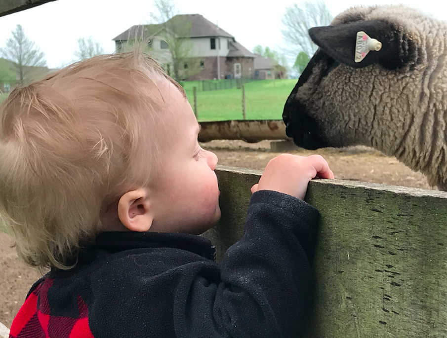 A boy and his sheep!