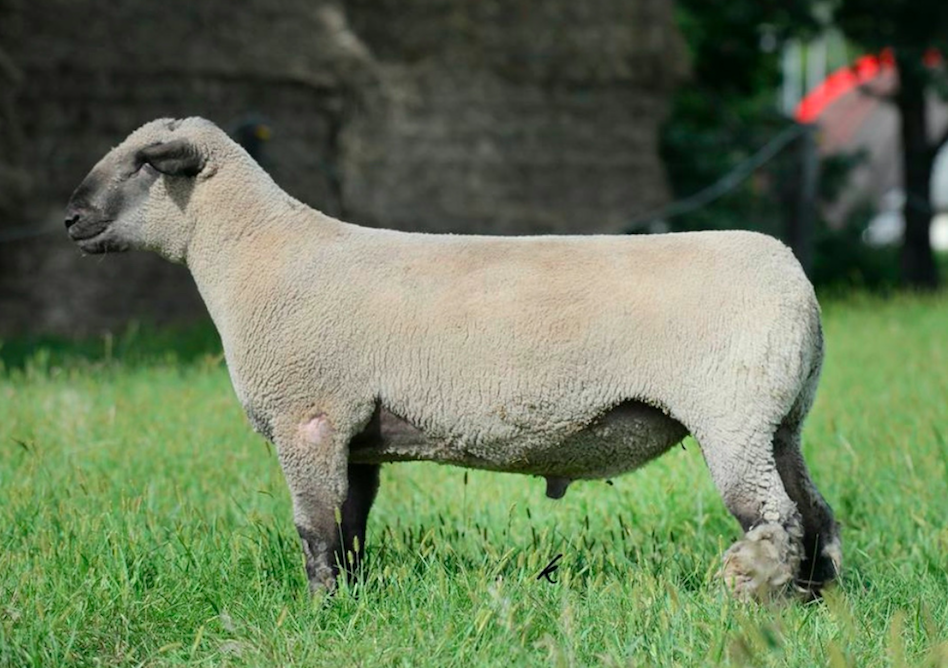 Screen Shot 2018-06-07 at 2.21.31 PM.png