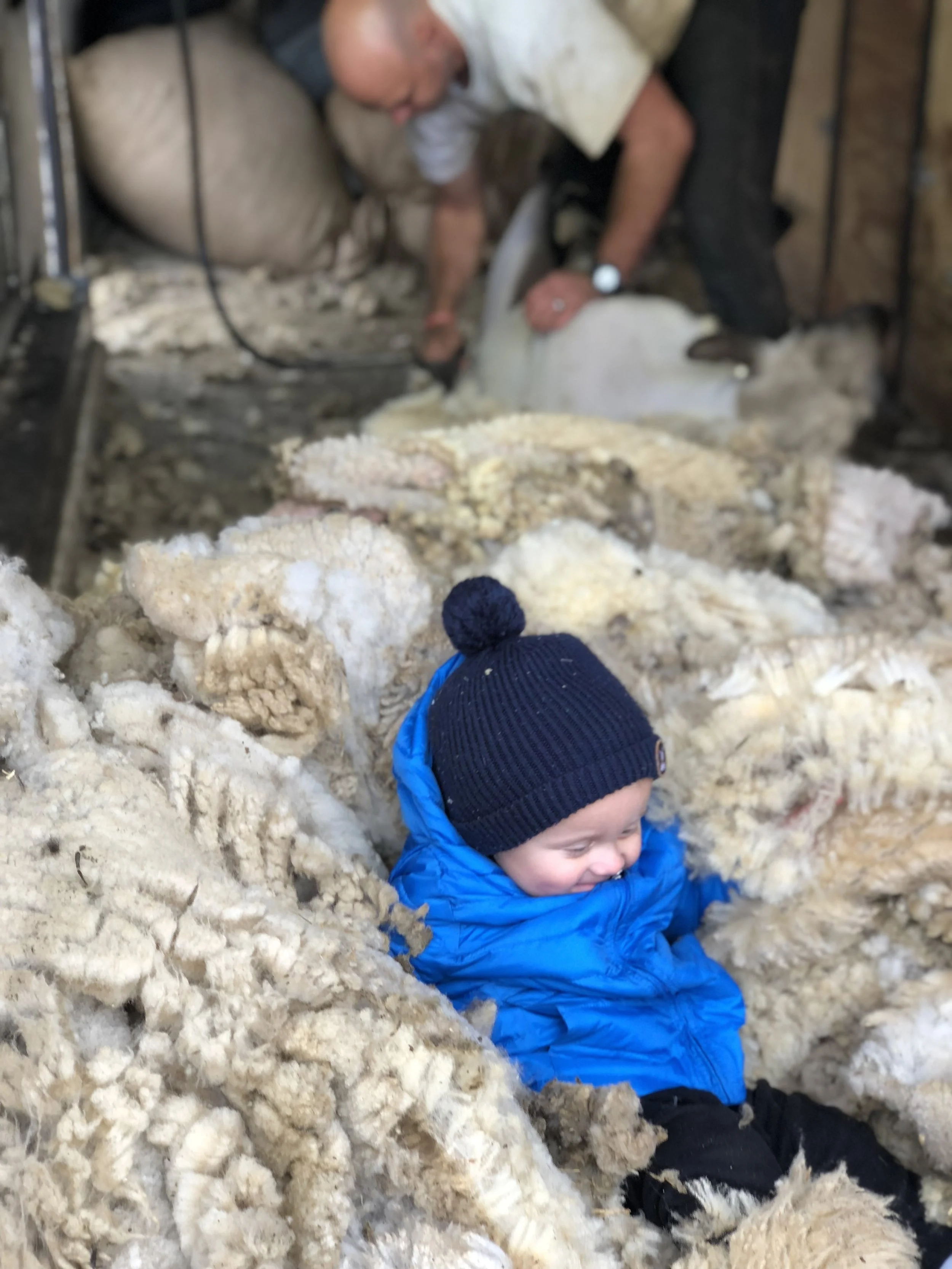 Fall Shearing