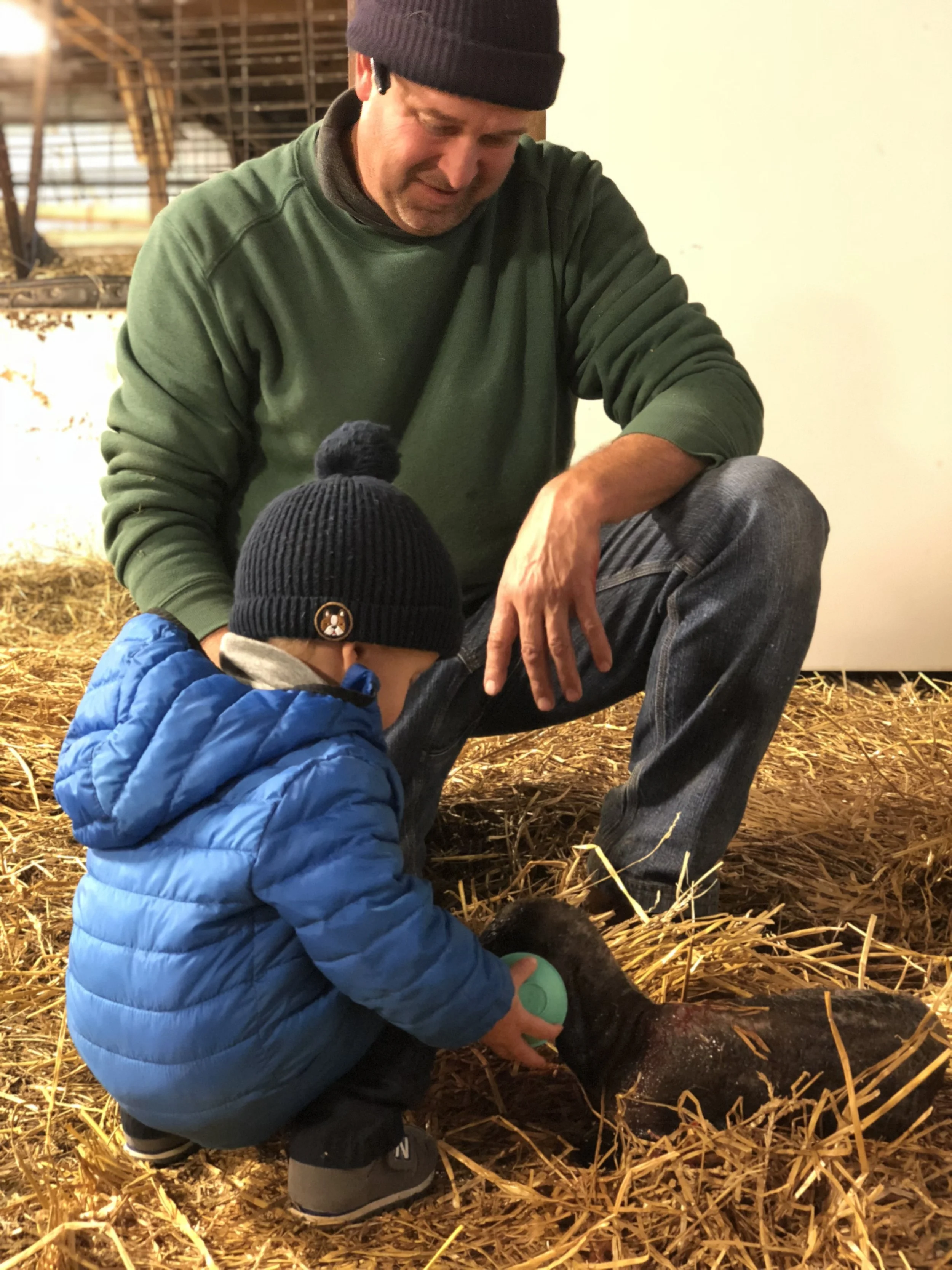 Fall Lambing