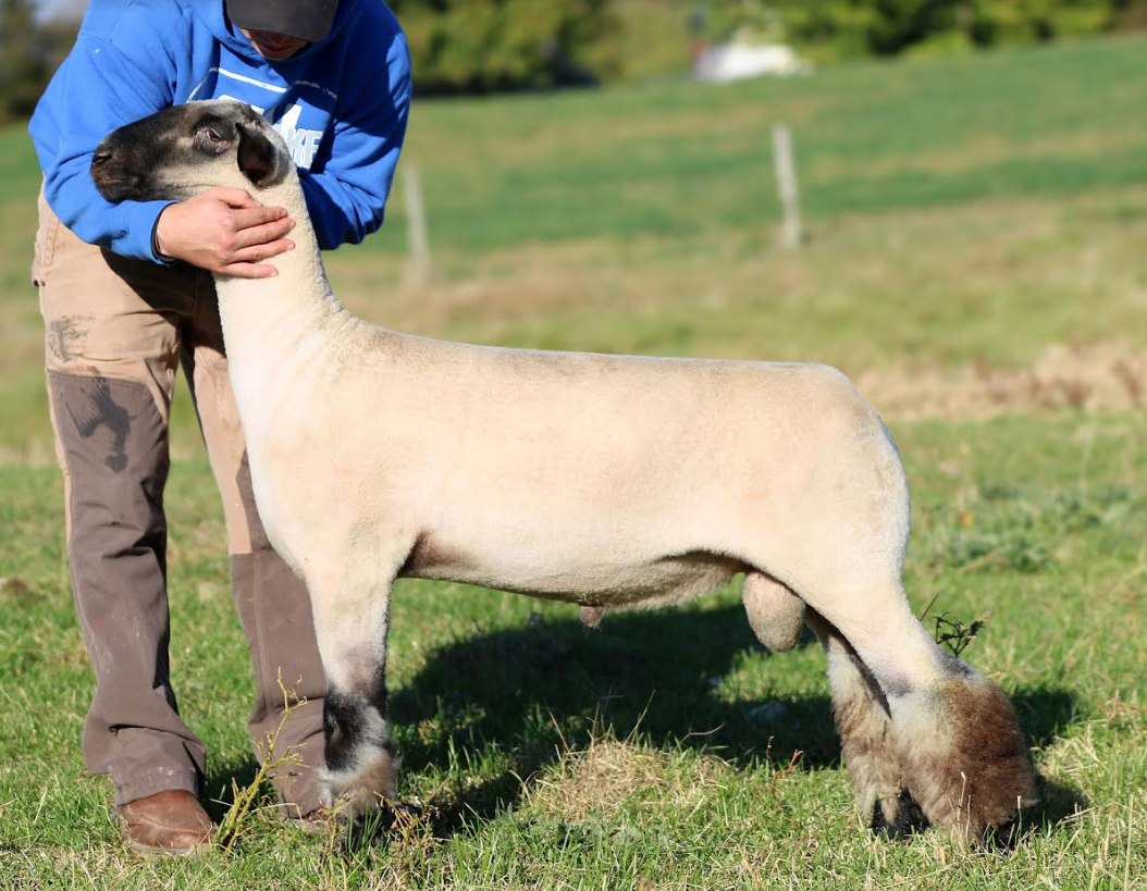 Screen Shot 2020-02-24 at 2.21.38 PM.png