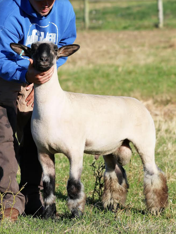 Screen Shot 2020-02-24 at 2.21.57 PM.png