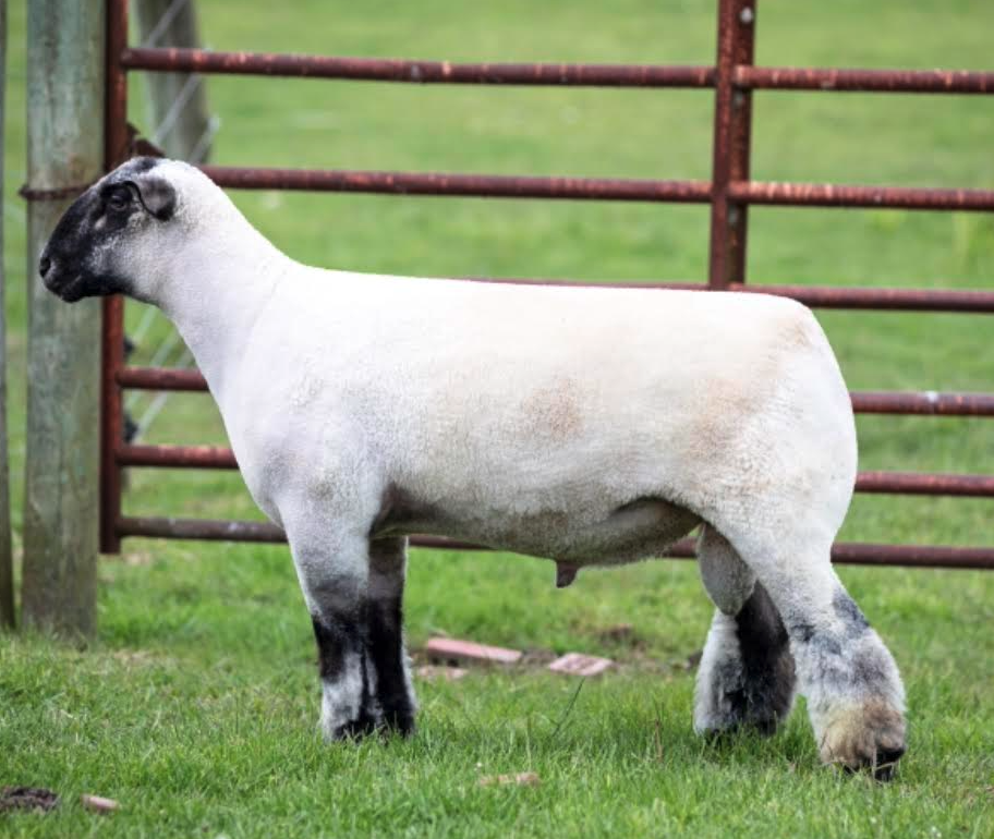 Screen Shot 2021-05-03 at 10.35.18 AM.png