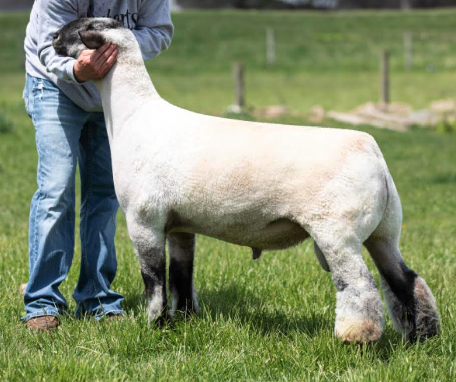 Screen Shot 2021-05-03 at 10.35.26 AM.png