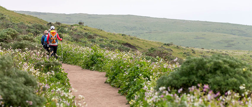 Best Wildflower Hikes in Marin 2018
