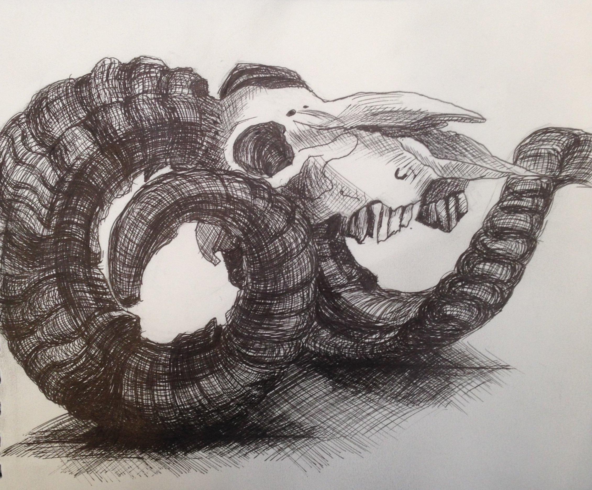 Skull