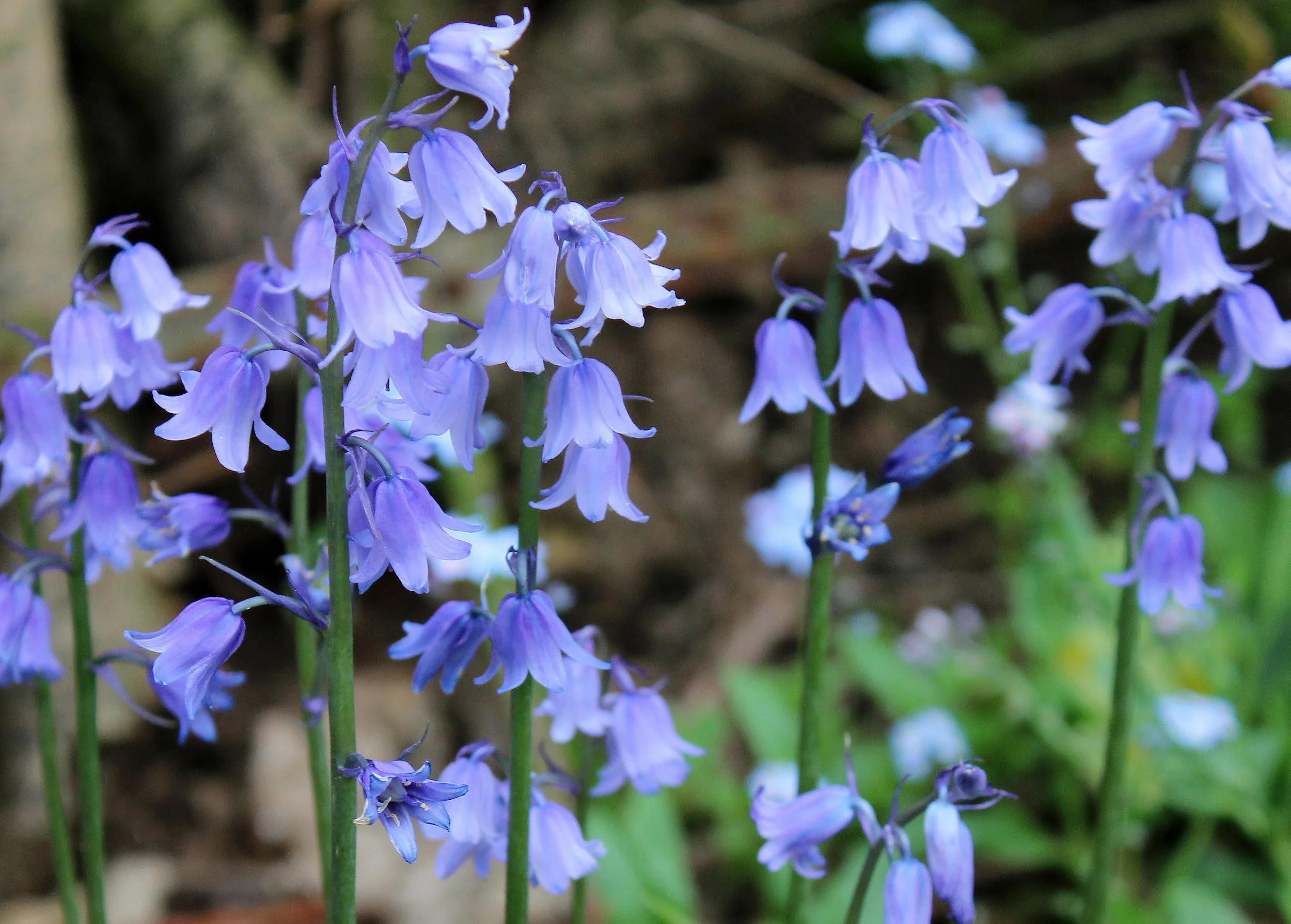 Help us create a Bluebell Trail
