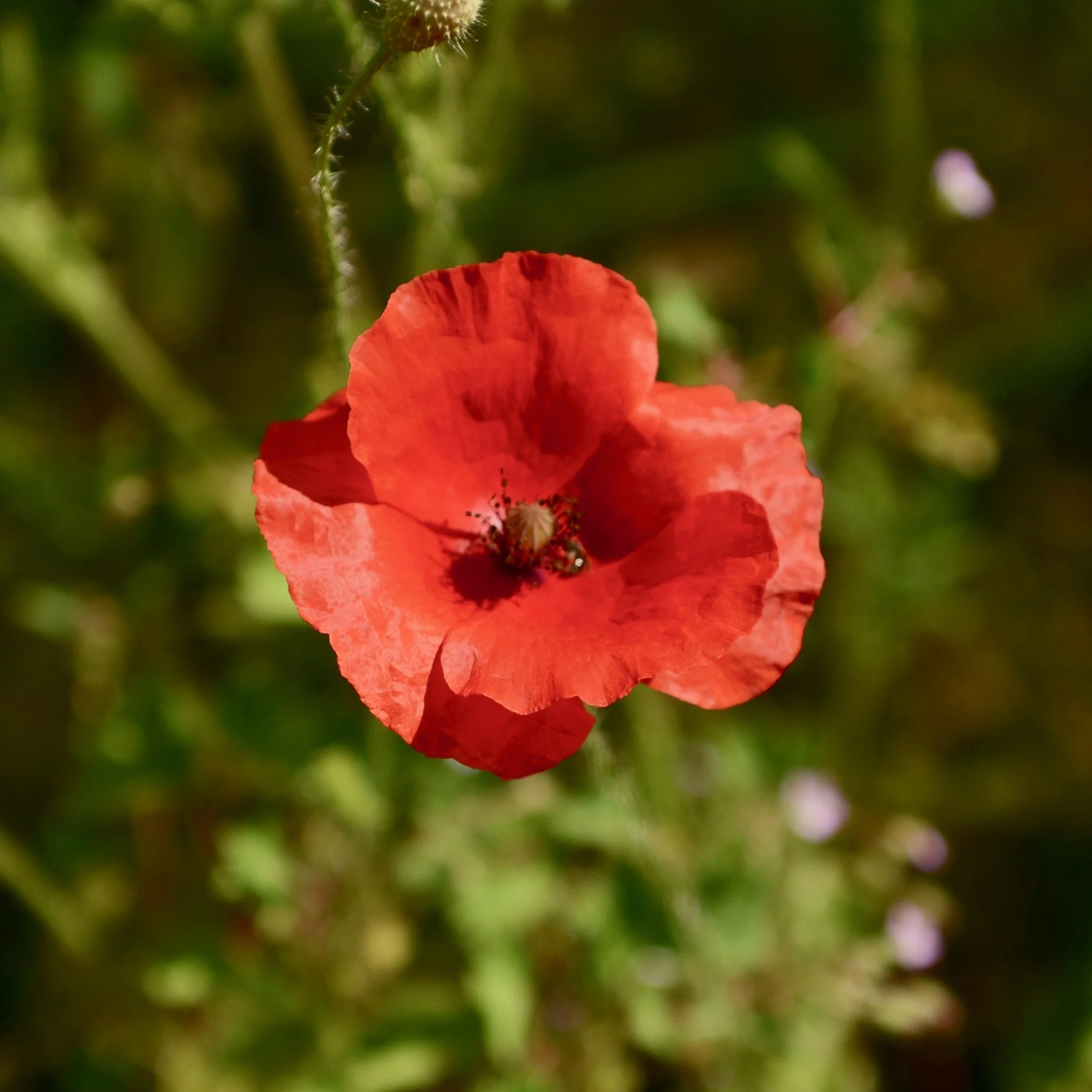 DSC_2666.jpg