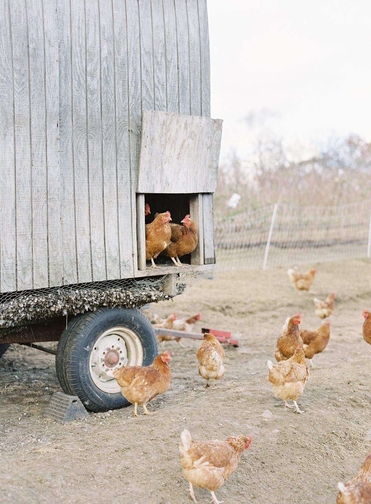 Blue Hill at Stone Barns wedding, event planner Ang Weddings and Events, photography Judy Pak, chickens