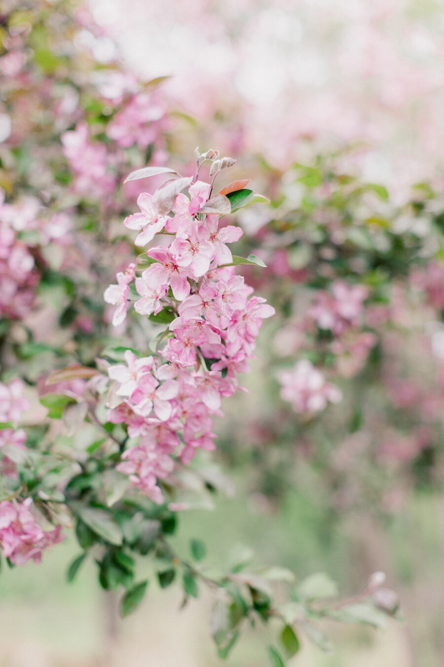 Backyard Spring Micro Wedding in New York— Ang Weddings and Events