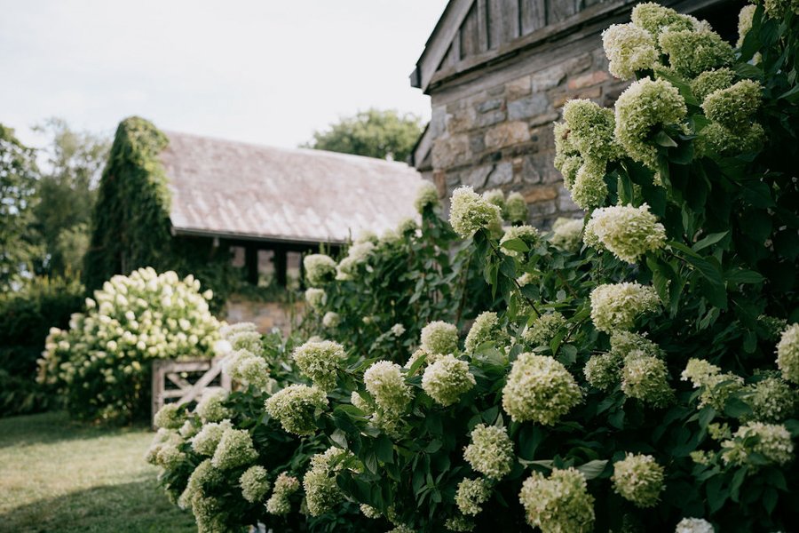 blue-hill-at-stone-barns-wedding-hydrangea-bush.jpg