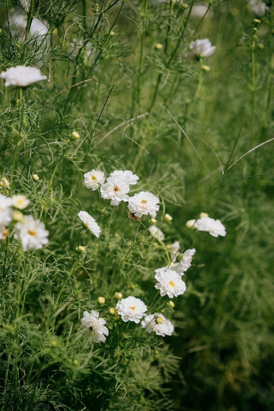 blue-hill-at-stone-barns-white-flowers.jpg