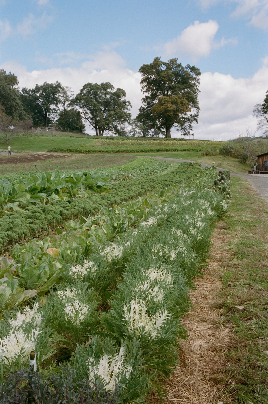 vegetable-fields.jpg