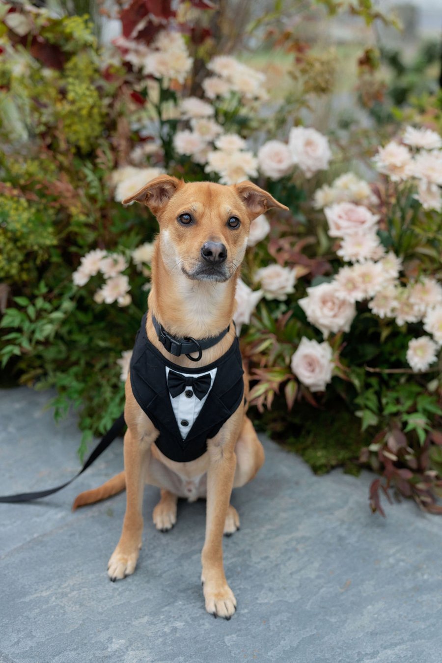 wedding-dog-tuxedo.jpg