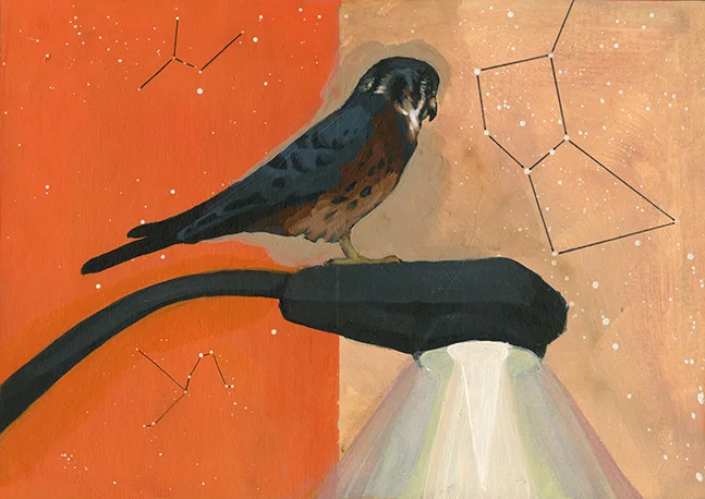 from 2016 series Eat Trash Be Free depicting urban wildlife