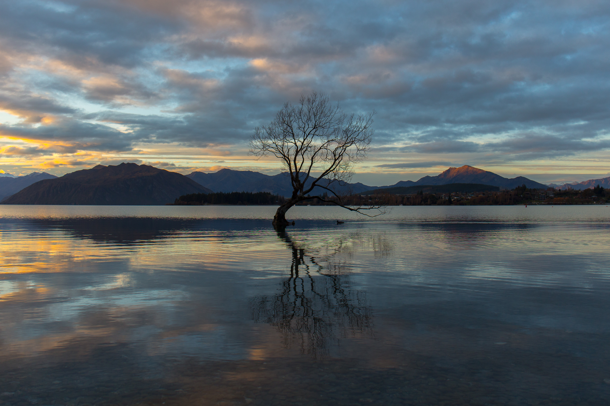 The Wanaka Tree