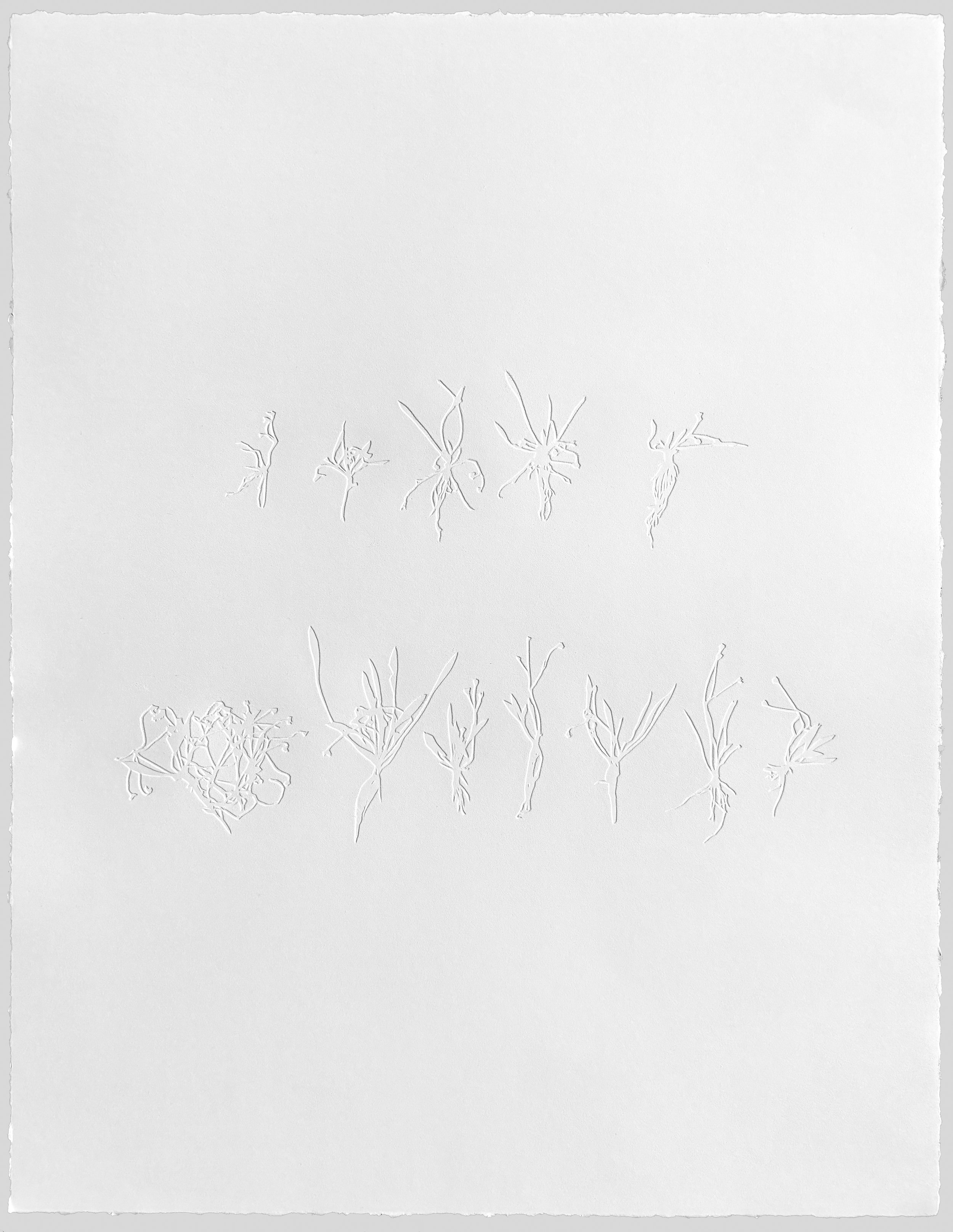 Helanthium tennelum, SX.jpg