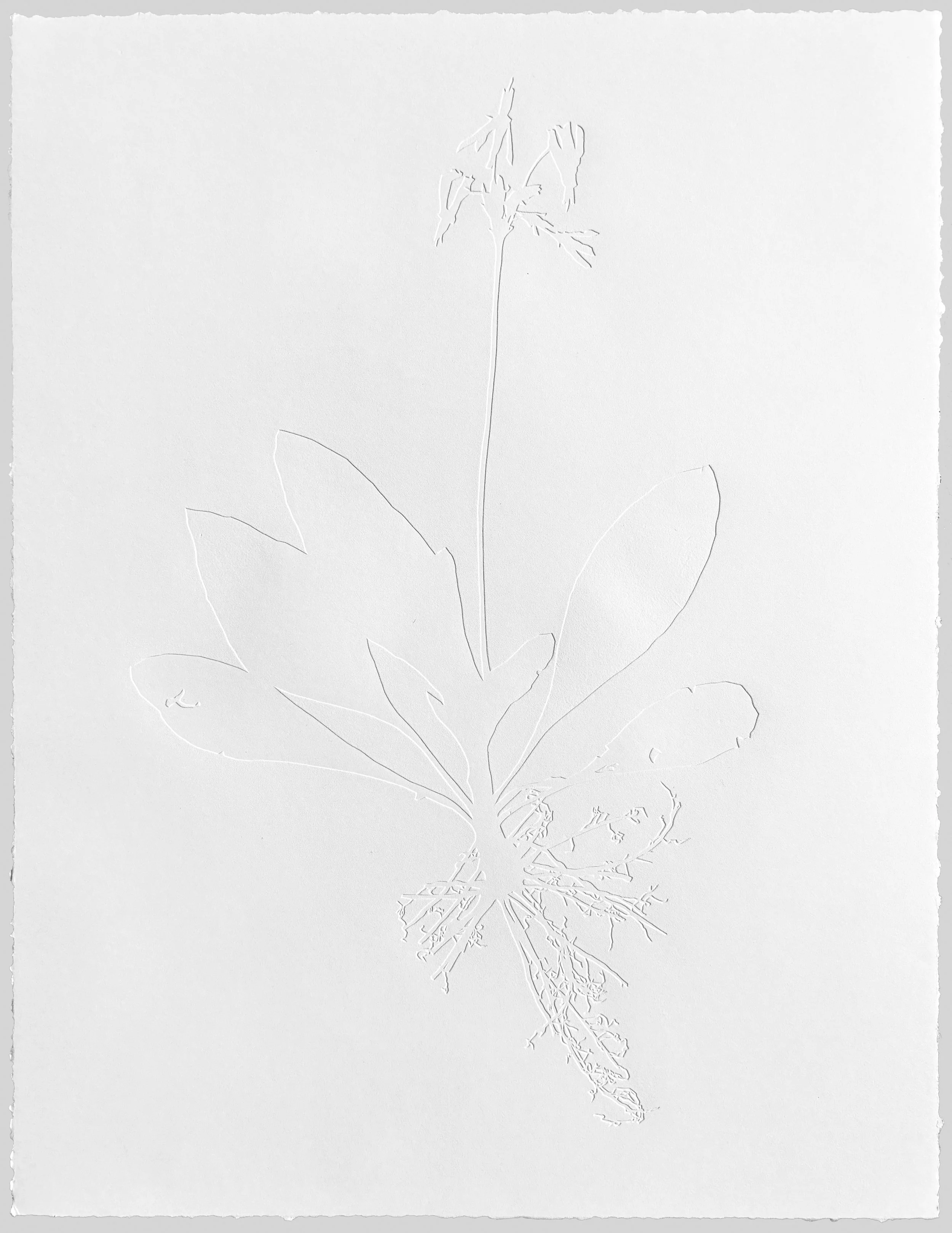 Primula meadia, SX.jpg