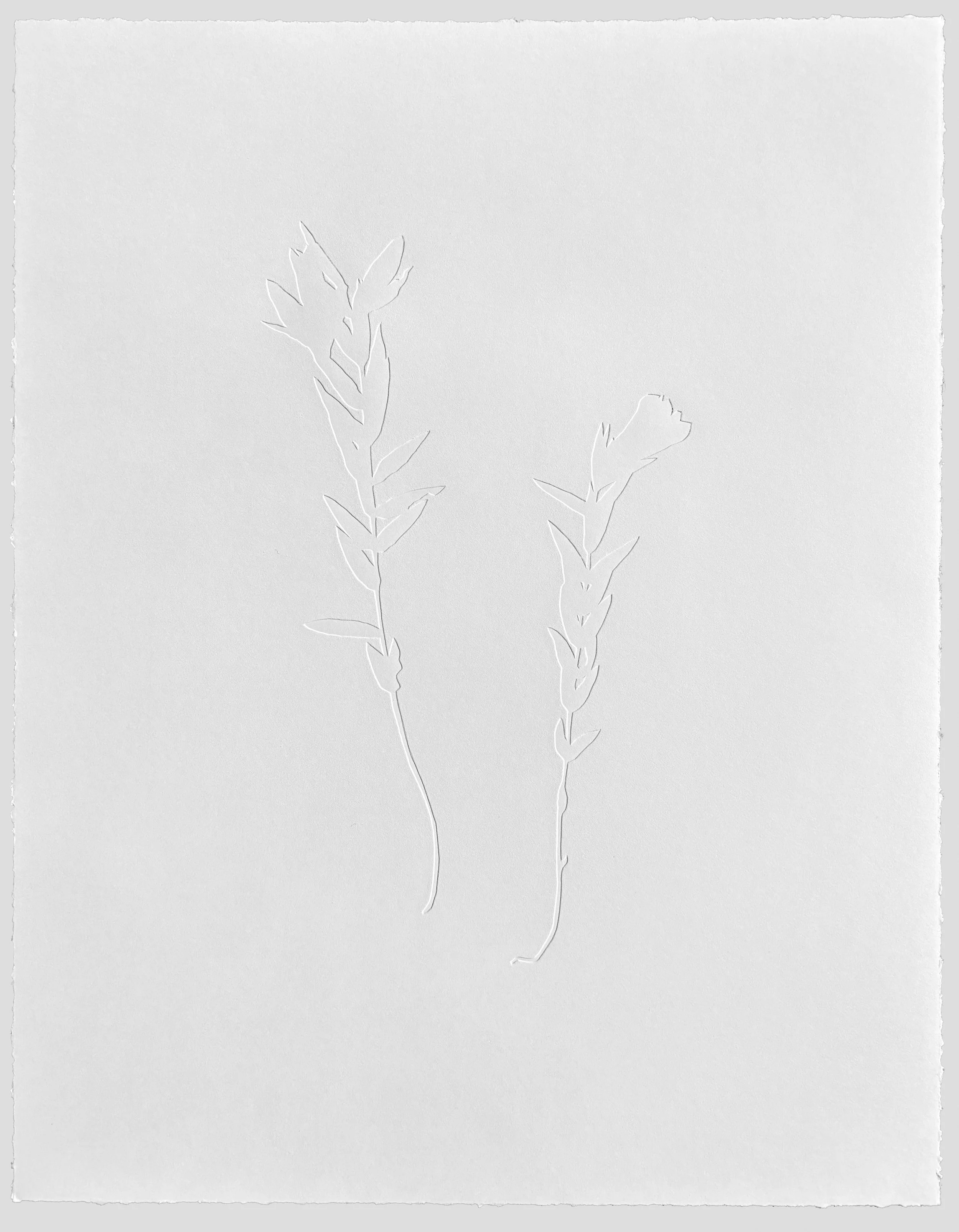 Gentiana puberulenta, SX.jpg