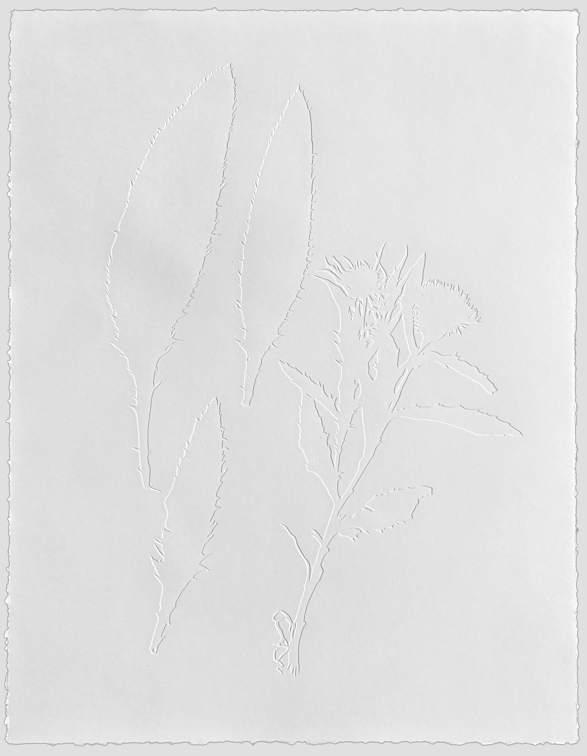 Cirsium altissimum, SX.jpg