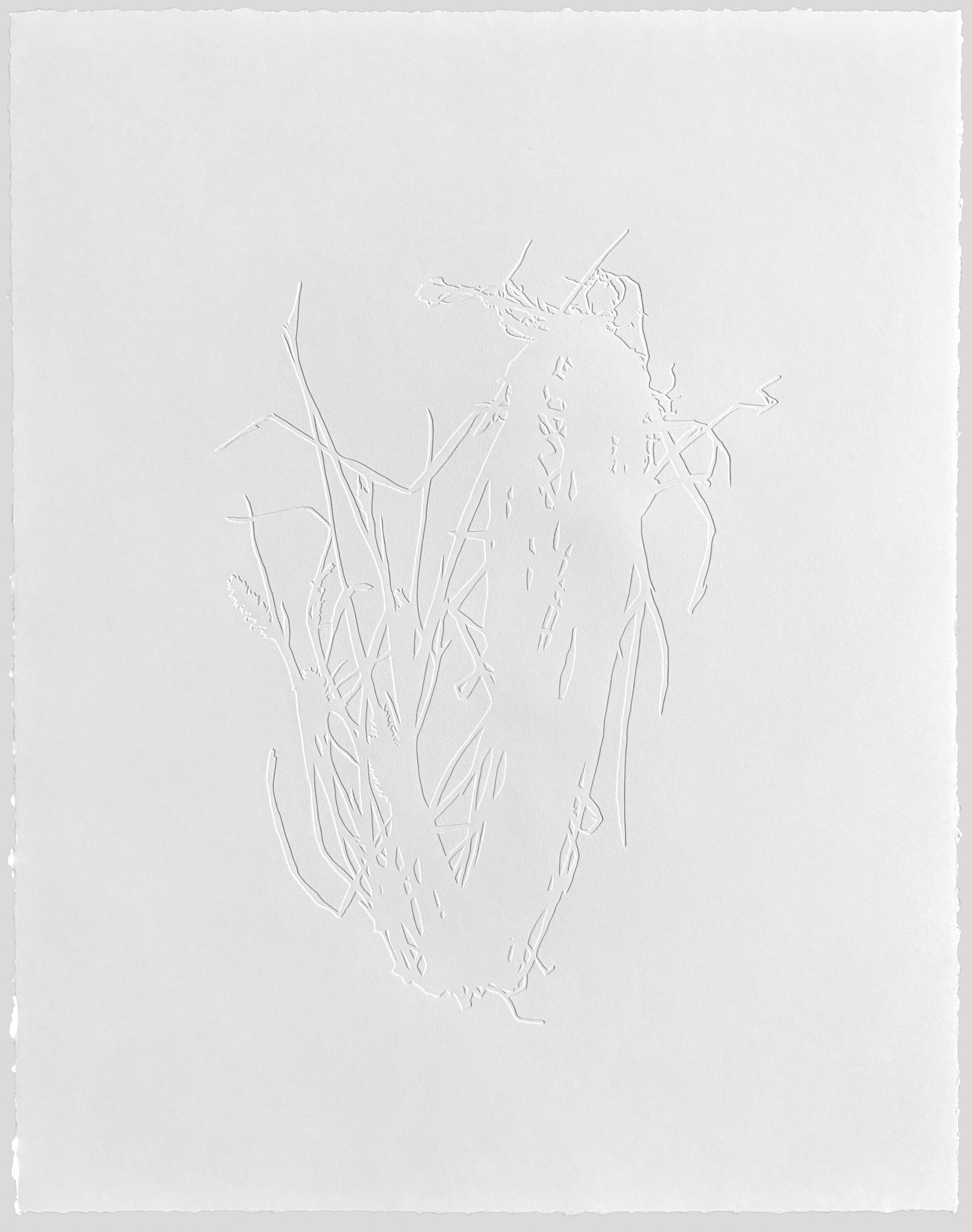 Carex polymorpha, SX.jpg