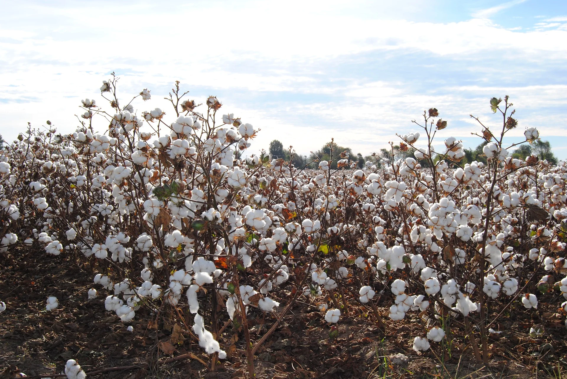 cotton-2180559_1920.jpg