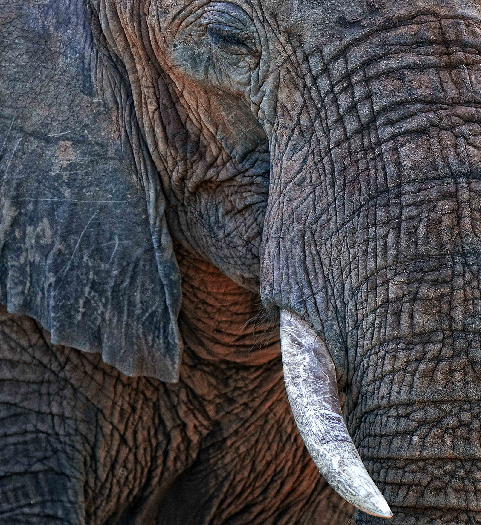 JohnWoodhouseArt_Wildlife_Elephant At Sunset.jpg