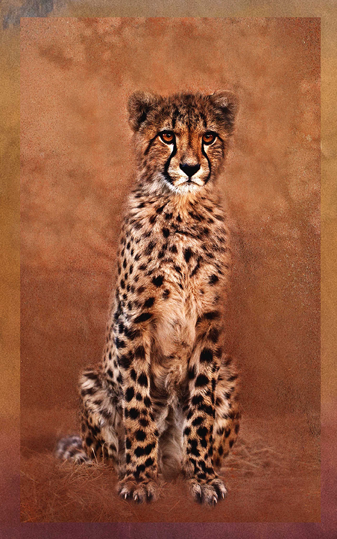 JohnWoodhouseArt_Wildlife_IMG_2188_Cheetah.jpg