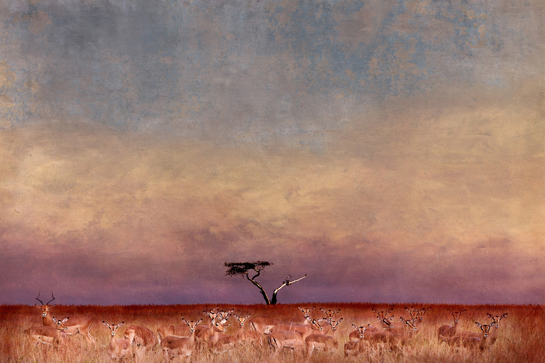 JohnWoodhouseArt_Wildlife_Impala At Sunset.jpg