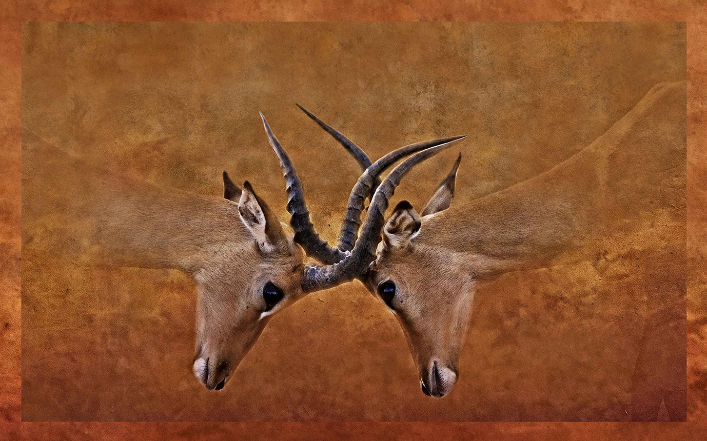 JohnWoodhouseArt_Wildlife_Rutting Impala Rams.jpg