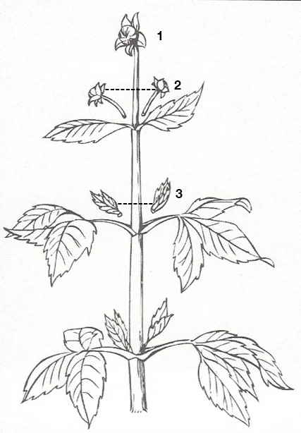 Each branch will produce three buds (1,2) at the flowering terminal. Remove the two side buds (2). To promote a larger and stronger bloom, the second set of buds (3) can also be removed as shown here.