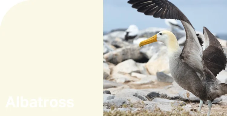 Create HPL —Plytech