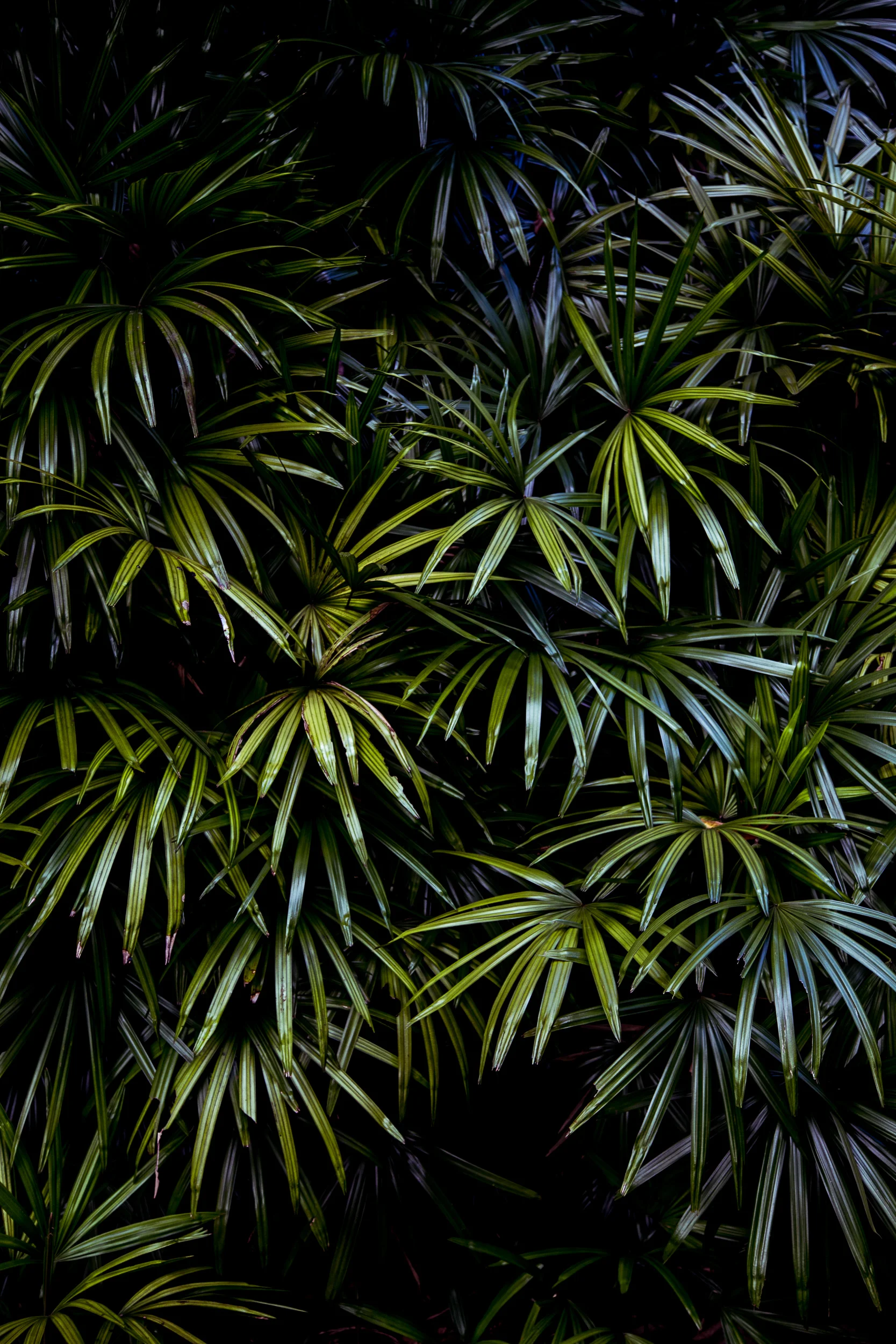 Singapore-botanics-js-1.jpg