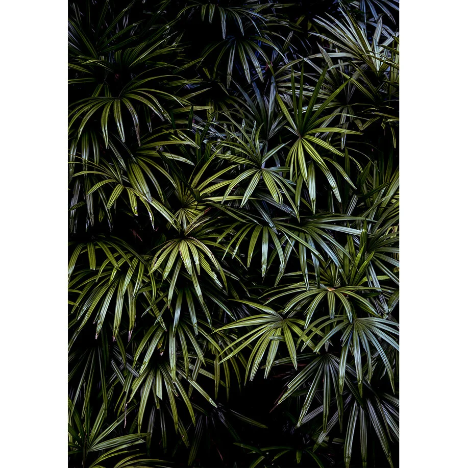 'Lush' Photographic print