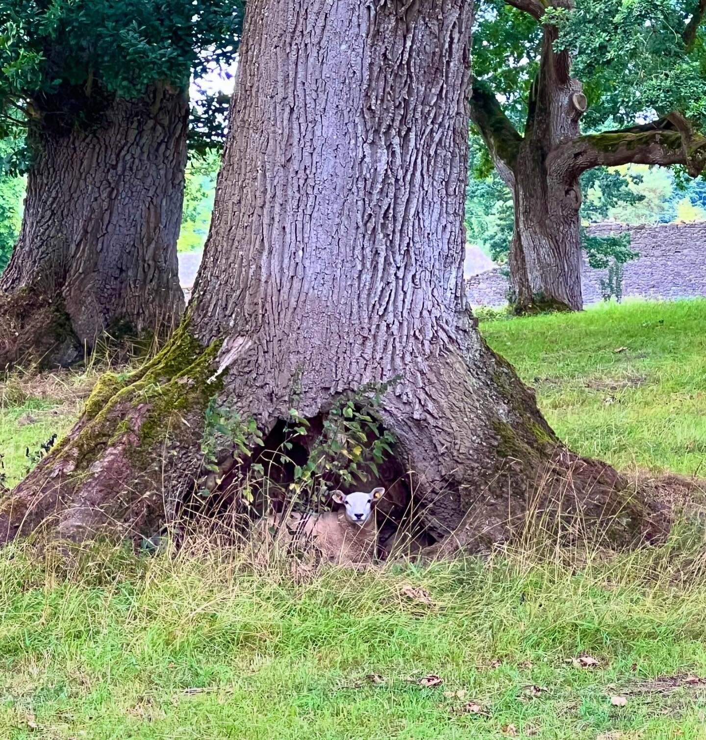 It me. The sheep. Hiding in the hollow of a tree. How it felt to be back to Ireland after more than a decade away. 

And other Irish trees. Laois, Offaly, Kerry, Wicklow, Dublin. Illustrations of men dressed as trees by my great, great uncle Oliver. 