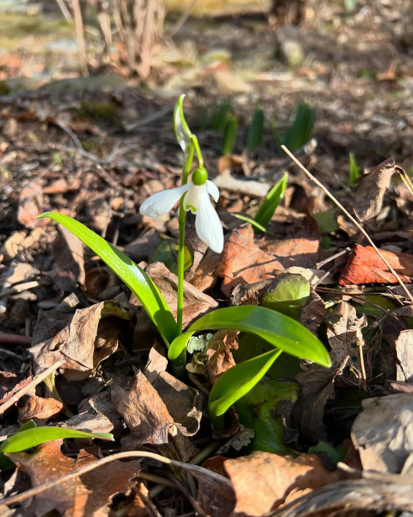 Snowdrops! Not the first, but not the last either.