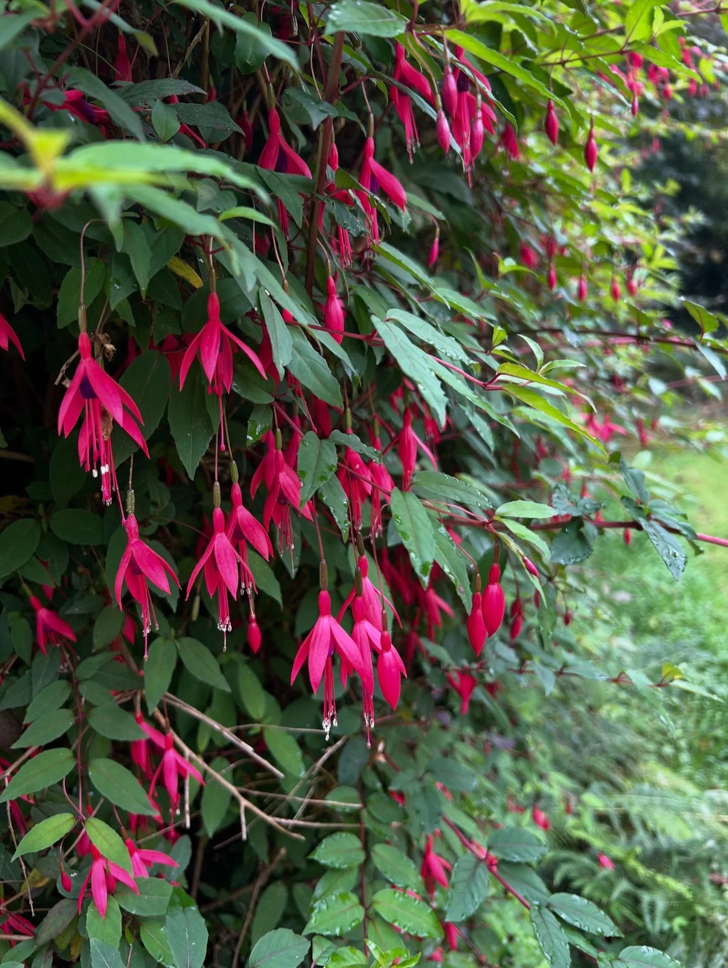 Tears of God: The literal translation of the Gaelic word for fuchsia, a plant that is not technically indigenous to Ireland though it dots every county. Also the very first words my great uncle uttered to me in greeting, grabbing my arm close in the 