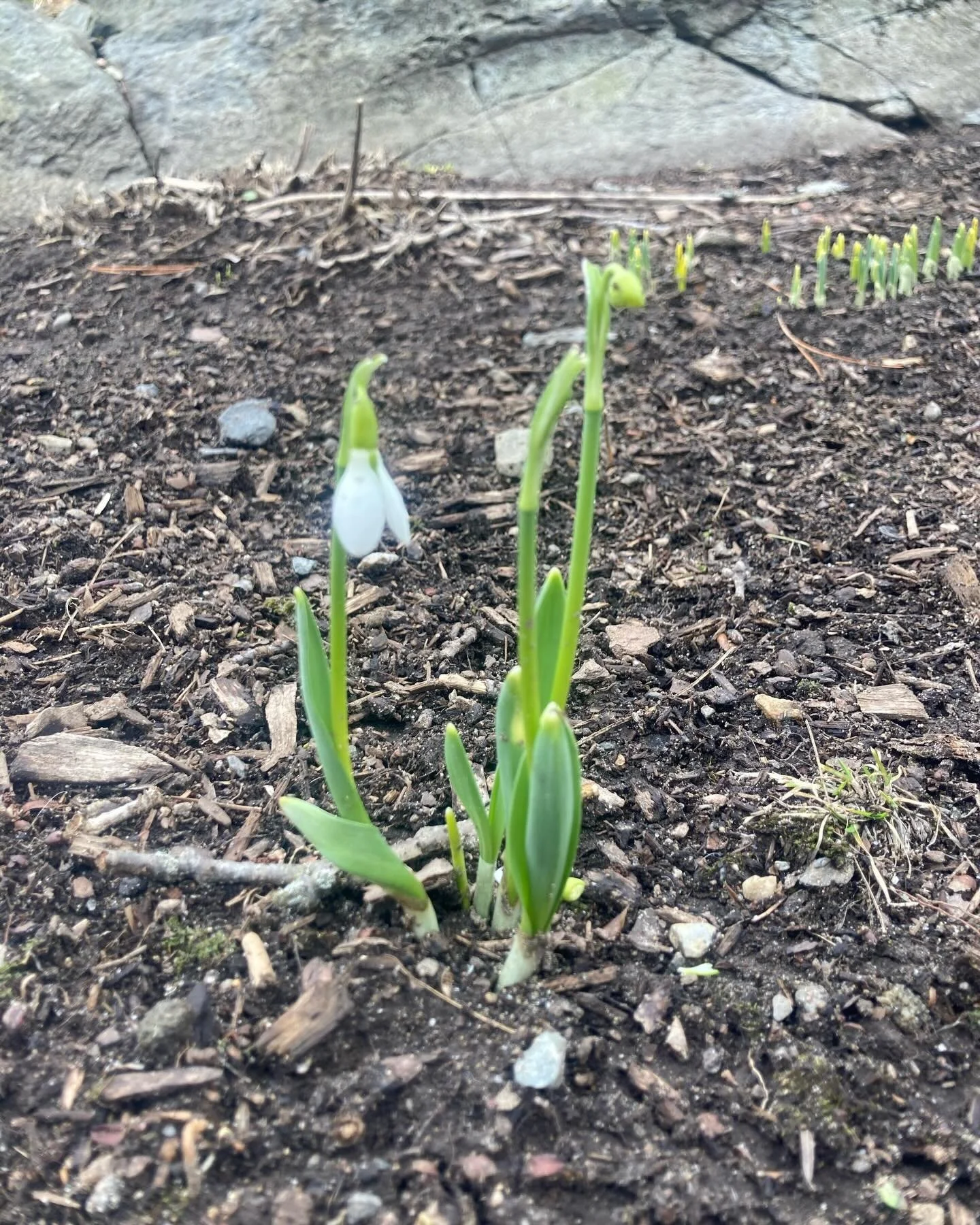 FIRST SNOWDROP OF THE YEAR !!!