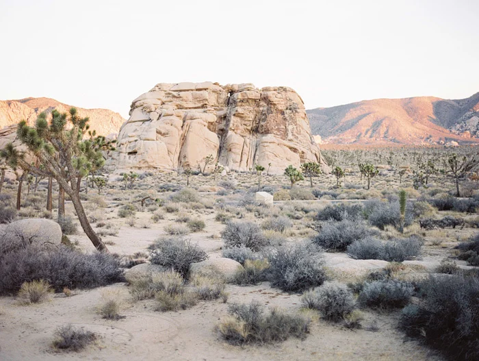 joshua-tree-engagement-16