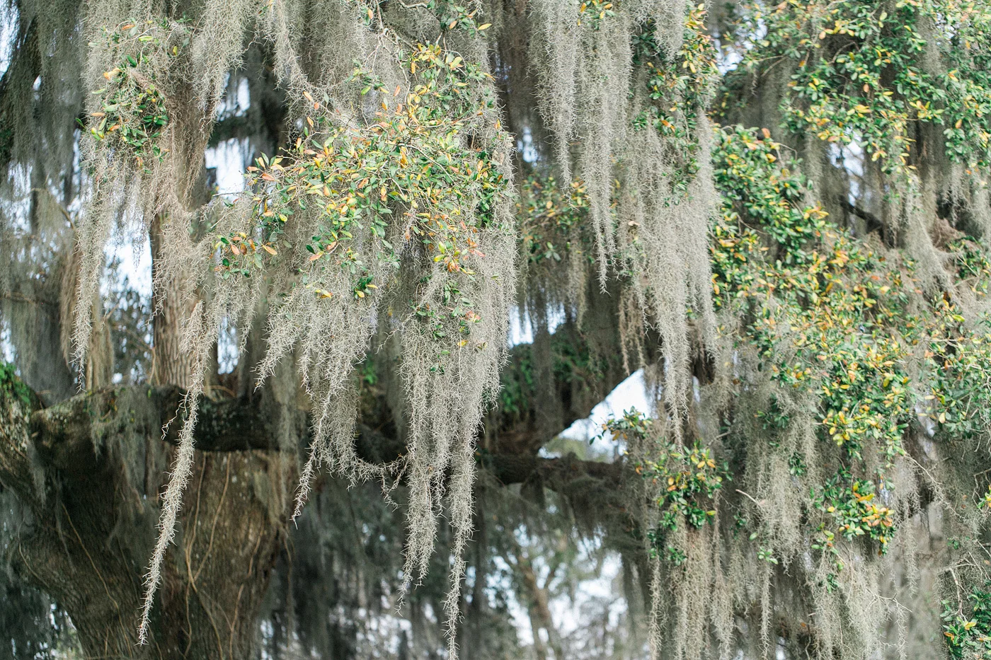 Magnolia-Plantation-Fine-Art-Photographer-27