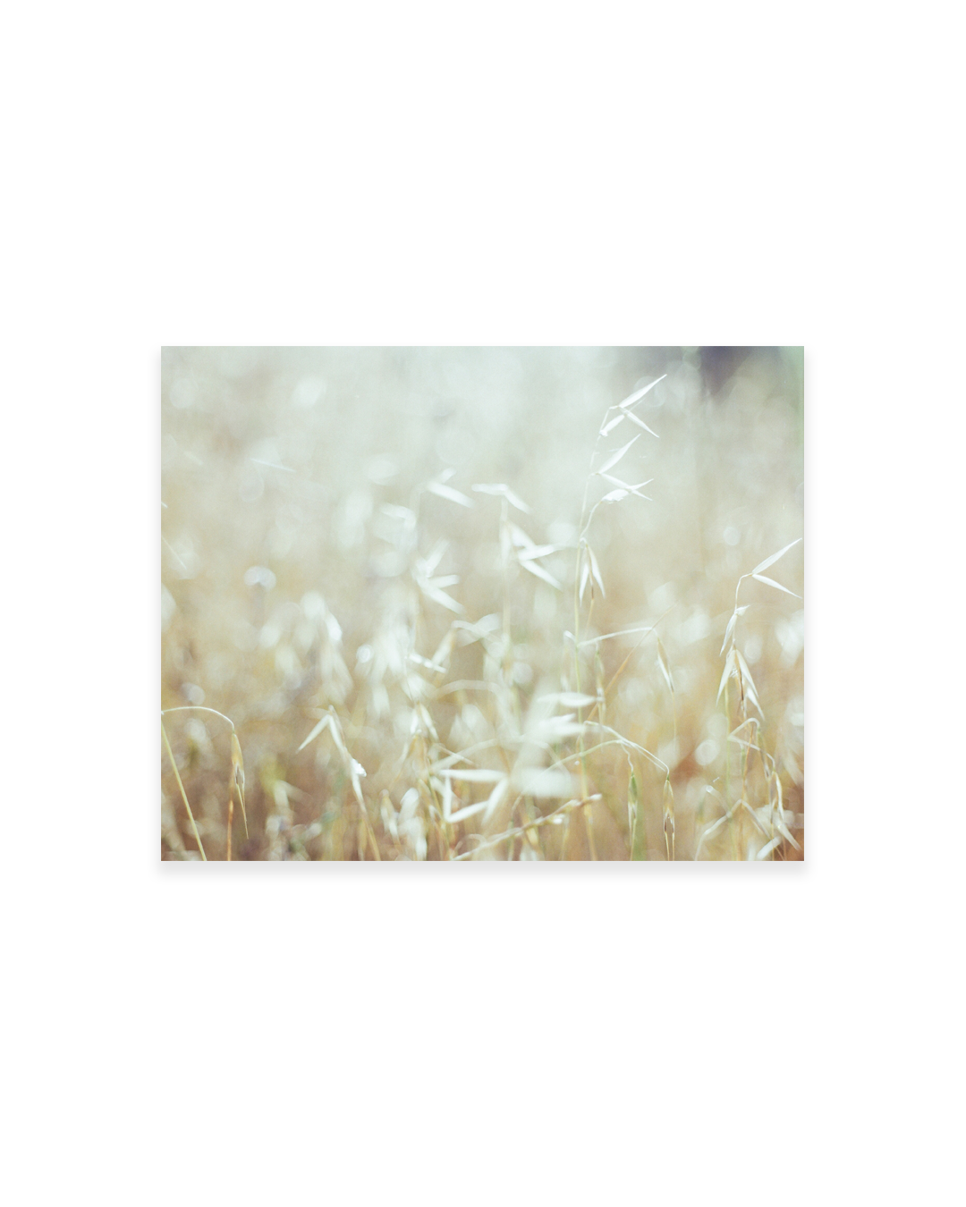 corinarose-prints-softer.png