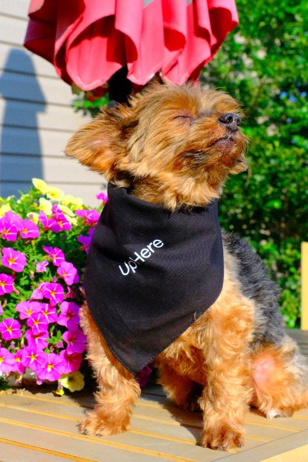 Up Here 10 Bandana