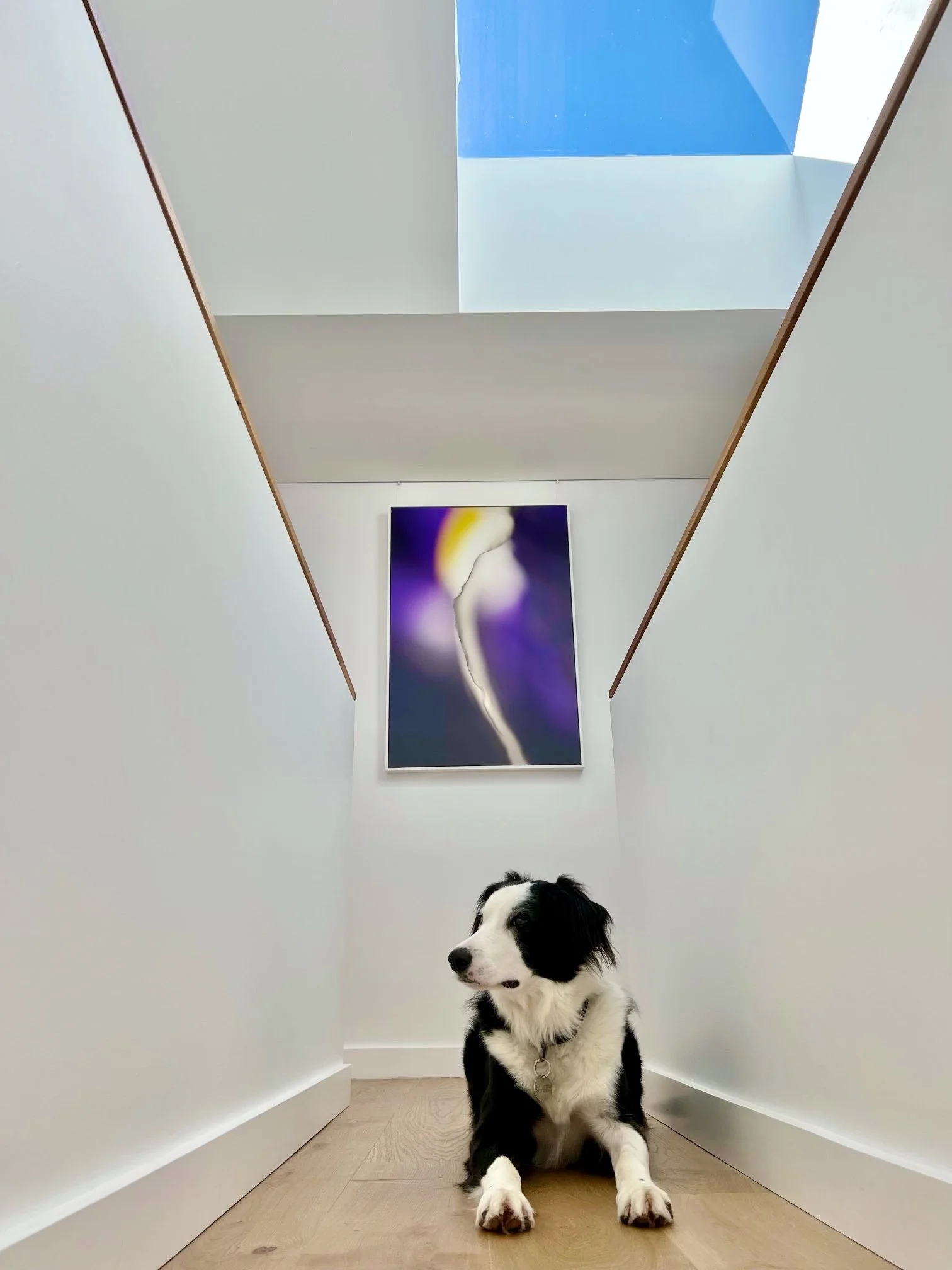 puppy.jpg