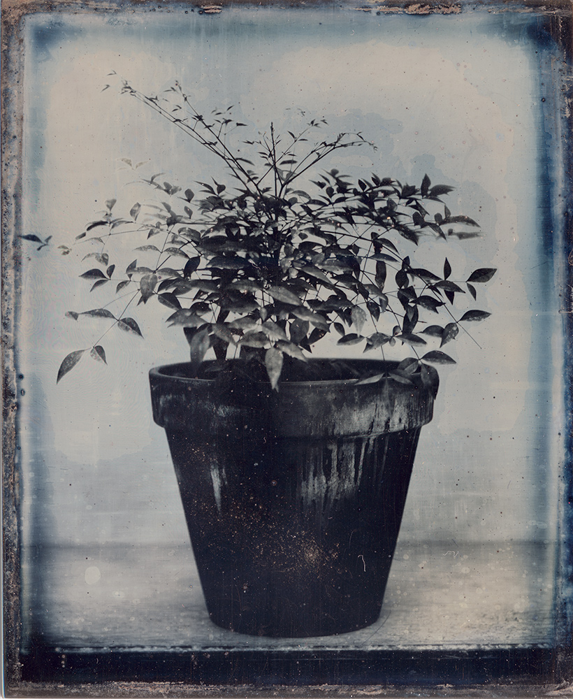 Potted Plant IV