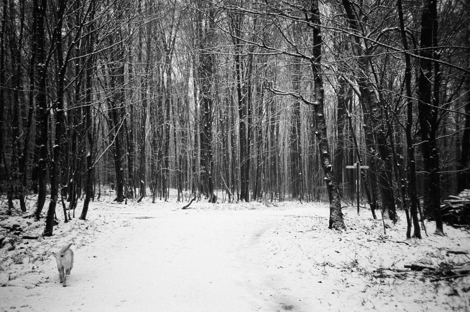Barntrup, Germany, 2026, Lomo lca+, Ilford 400 (2007)