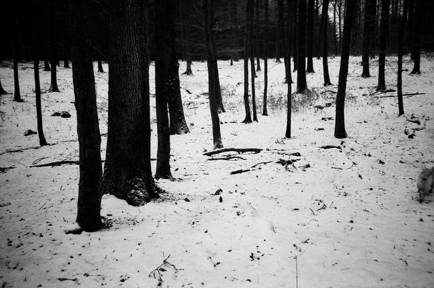 Barntrup, Germany, 2026, Lomo lca+, Ilford 400 (2007)